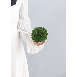 Декоративный искусственное растение Small boxwood варинант исполнения - 3 | Loft Concept во Владивостоке