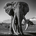 Книга Beusker. Look into my Eyes варинант исполнения - 5 | Loft Concept во Владивостоке