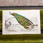 Постер на холсте с изображением павлина на ветке Majestic Peacock on a Tree Poster варинант исполнения - 4 | Loft Concept во Владивостоке